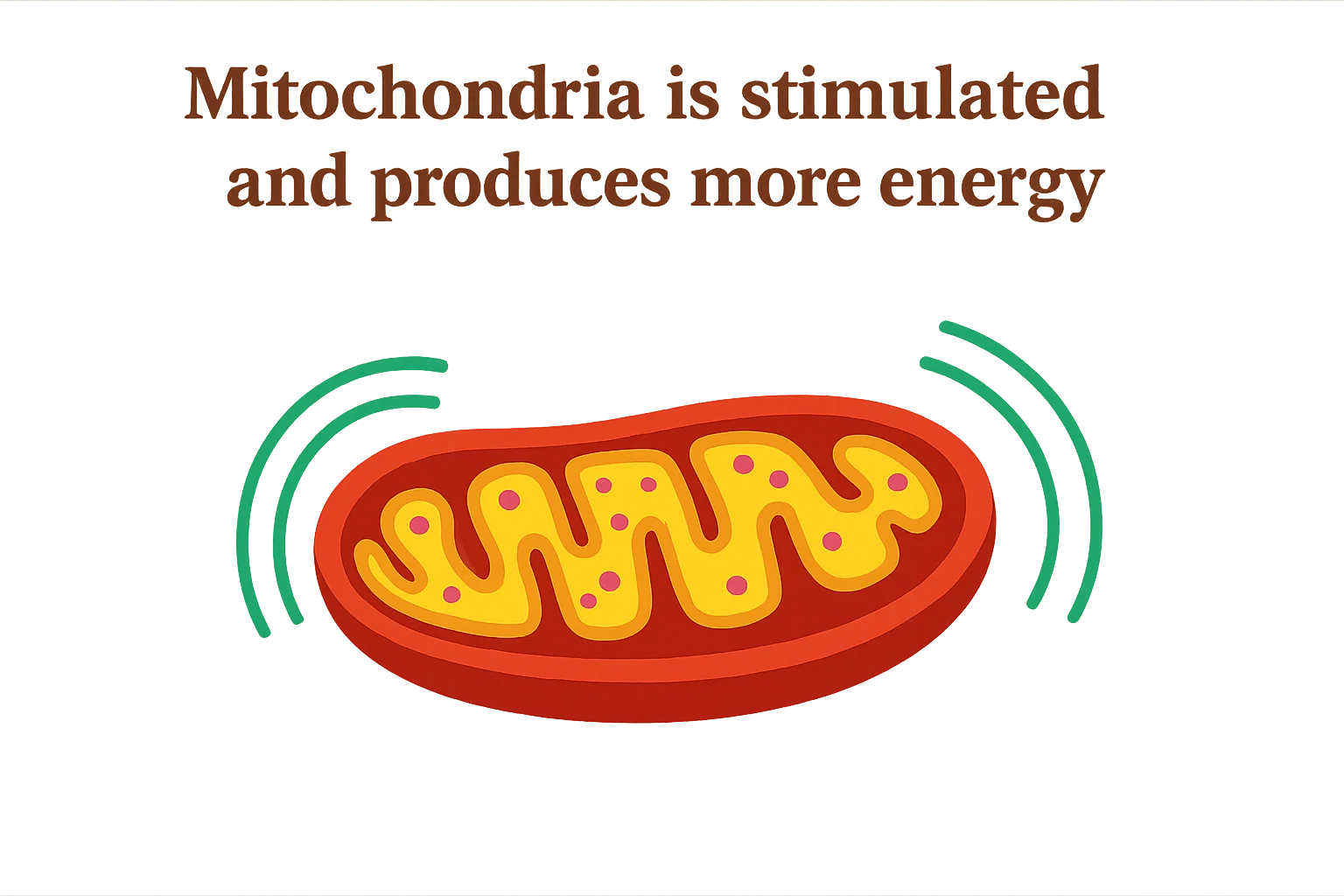 Mitochondria being stimulated and producing more energy