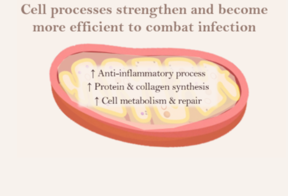 Enhanced cellular processes including anti-inflammatory response and tissue repair